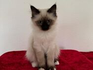 Ragdoll kitten - Iserlohn