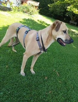 Hübsche Cara - Eichenzell