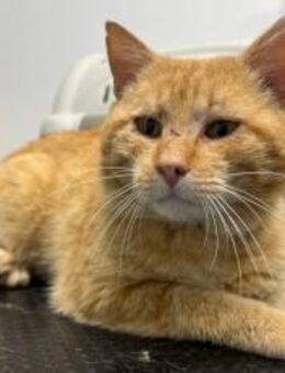 Hübscher roter Kater Stu - München