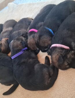 Deutsche Schäferhunde mit roten SV-Papieren - Amt Wachsenburg