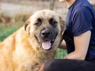 flauschiger Honey sucht ein Zuhause - München