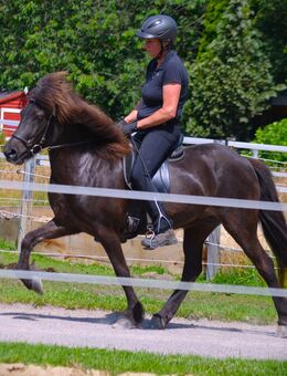 Lakkris Perla vom Kattmannskamp 10j.Islandstute Rappe 5Gänger 137cm - Ladbergen
