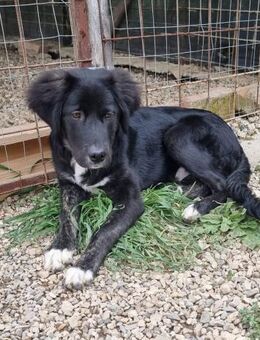 Diego - nichts für Couchpotatos - Grevenbroich