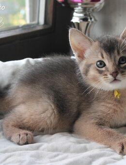 Vicco – ein kleiner Abessinier Variant/ Kurzhaar Somali Kater sucht neuen „Wirkungskreis“ - Marktrodach