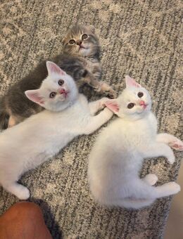 4 katzenbabys - Berlin