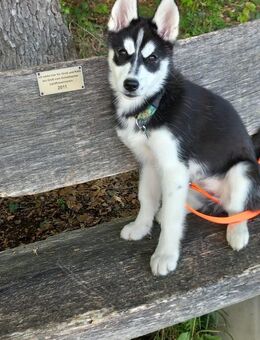Reinrassiger Sibirian Husky weiblich - Lörrach