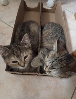 3 Süße BKH Kitten - Goslar