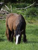Irish Cob Deckhengst Black mit blauen Augen in 16909