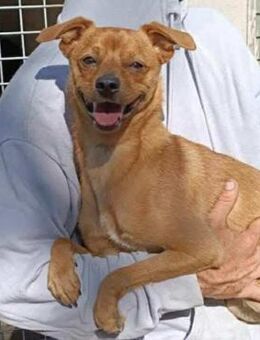 Chihuahuamix-Rüde, 10 Monate - Kappeln (Schleswig-Holstein)