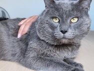 Sultan (FIV+) BKH muss aus dem Tierheim! - Wilhelmsfeld
