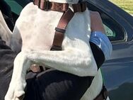 Ira - sucht Hundefreund und❤️ Mensch - Grevenbroich