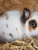 Wunderschöner Löwenköpfchen, Zwerg, Kaninchen Kastrat in 68305