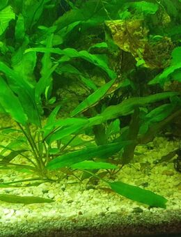 Gebe ab 3 Nano Cube Dennerle ab - Bovenden