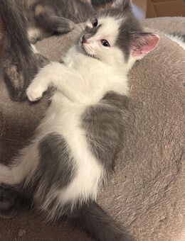 Katzen kitten - Gutach (Schwarzwald)