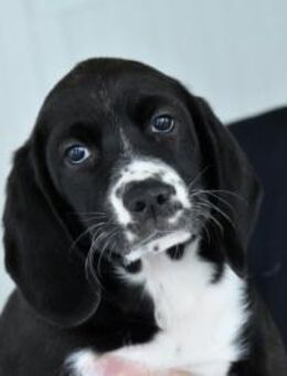 Möchten Sie Chloe adoptieren? - Neuss