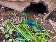 Noch sechs Nachzuchten aus 2023 meiner griechischen Landschildkröten suchen ein liebevolles Zuhause! - Oberhausen