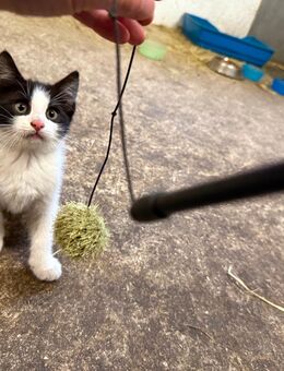 Katzenbabies Kitten abzugeben Katzen und Kater - Steinfeld (Oldenburg)