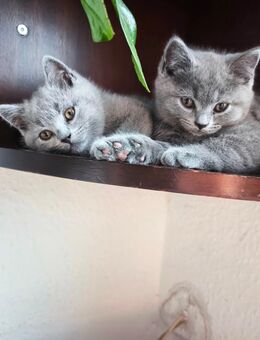 Bkh Kitten - Heddesheim