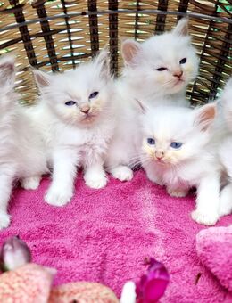 Heilige Birma Kitten - Overath