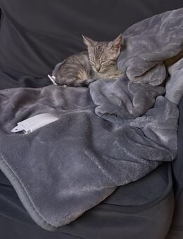 2 Kitten in liebevolle Hände abzugeben - Nörvenich