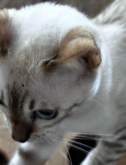 Bengal Katzen - Großweitzschen