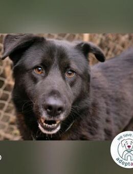 Rio ein Hund mit Herz am rechten Fleck - Kirchzell