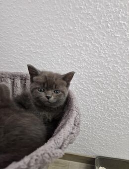 Süße kleine Russisch Blau Bkh Blau Mixe ab Dezember abgabebereit - Laage