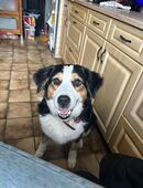 Amy sucht ein Zuhause in 24852