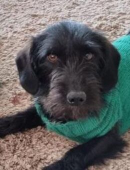 Zuhause gesucht für Mino 🐾 - Lippetal