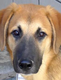 Grape -aktiv, toller Charakter- - Oldenburg