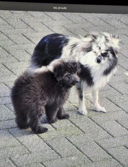 Toy Pudel / Pomeranien (Pomapoo) mit Stammbaum. - Bleialf