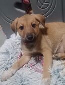 Border Collie mix welpen abgabebereit in 55608