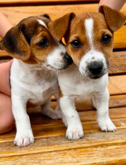 Jack Russel Welpen - Schallstadt