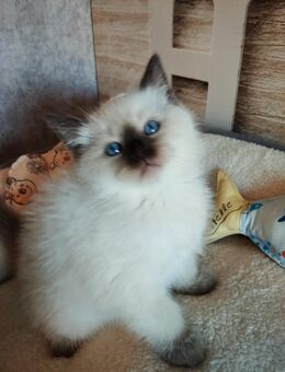 Wunderschöne birma Siam Mix Babys - Grefrath (Sport- und Freizeitgemeinde)