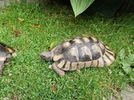 Breitrandschildkröte Testudo marginata Männlich - Ahlen