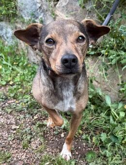 Verschmuster Pete sucht Abenteuer-Family - Hohenstein (Baden-Württemberg)