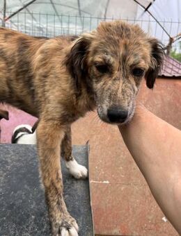 🌿Sanfter Junghund Oakley🌿 - Eislingen (Fils)