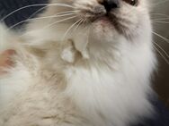 Reinrassige Ragdoll Katze - Gochsheim