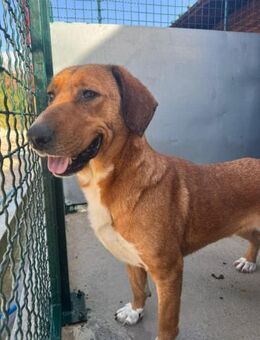 Toller Rüde Zevs - sucht sein Glück - Hamburg