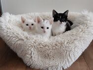 2 süße kleine Babykatzen/ Katzenbabys/ Kitten - Adlkofen