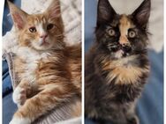 Maine Coon 12 Wochen - Hamm