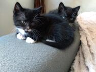 Katzen Babys suchen ein neues zu Hause - Remscheid