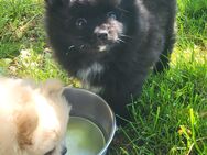 Pomeranian Zwergspitz Welpen - Hanau (Brüder-Grimm-Stadt)