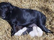 Labrador Welpen - Schmidgaden