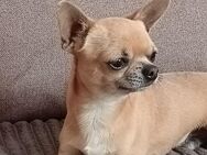 Ein süßer 1 Jahr und 9 Monate altes chihuahua sucht ein neues Zuhause - Schönewalde Zentrum