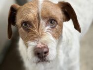 ACHILLE - vom Sofa ins Tierheim - Dänischenhagen