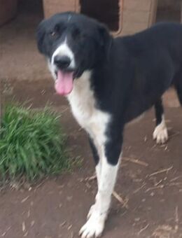 Karlo💙💙💙wurde einfach ausgesetzt - Bad Karlshafen