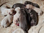 Süße Labradorwelpen suchen ein Heim für immer - Nordhausen