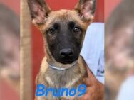 Bruno9 sportlicher Welpe 11/24 ES - Ruppertsecken