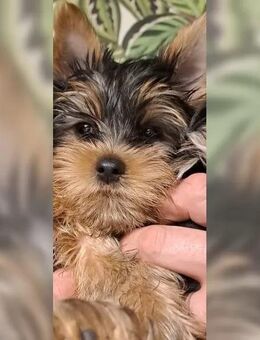 Yorkshire terrier Welpen - Rüde 3 Monate alt-zu verkaufen. - Löffingen
